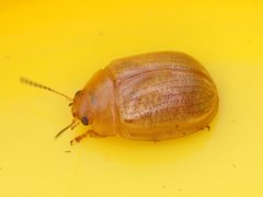 Dicranosterna