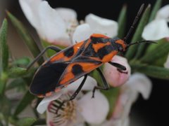Spilostethus pacificus
