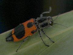 Nascioides parryi