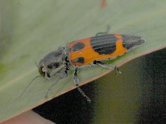 Nascioides parryi