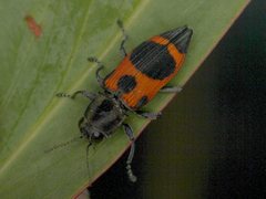 Nascioides parryi
