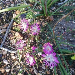 Lampranthus spiniformis