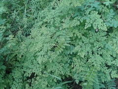 Thalictrum foetidum