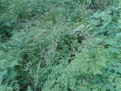 Thalictrum foetidum