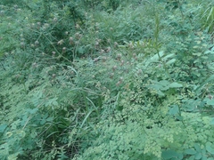 Thalictrum foetidum