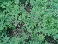 Thalictrum foetidum
