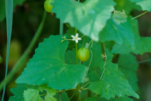 Image of Zehneria japonica by (c) WATANABE Hitoshi 渡辺仁, some rights reserved (CC BY)
