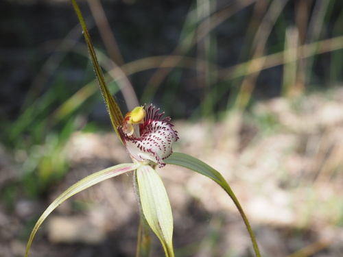 Image of Caladenia swartsiorum by (c) Hugo Innes, some rights reserved (CC BY)