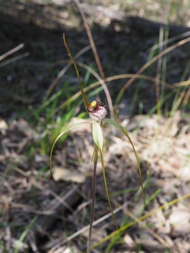 Image of Caladenia swartsiorum by (c) Hugo Innes, some rights reserved (CC BY)