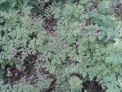 Thalictrum foetidum