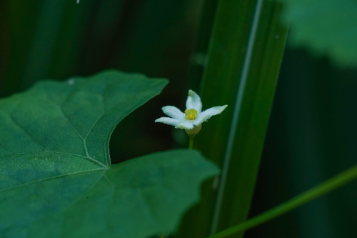 Image of Zehneria japonica by (c) WATANABE Hitoshi 渡辺仁, some rights reserved (CC BY)
