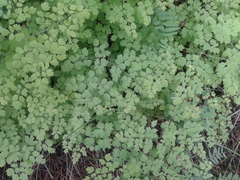 Thalictrum foetidum