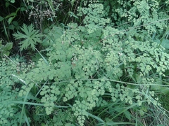 Thalictrum foetidum