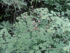 Thalictrum foetidum