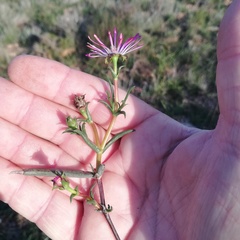 Lampranthus spiniformis