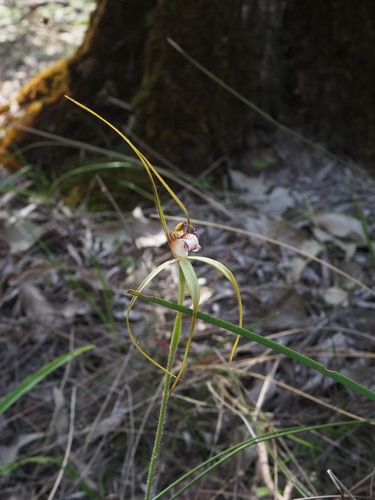 Image of Caladenia swartsiorum by (c) Hugo Innes, some rights reserved (CC BY)