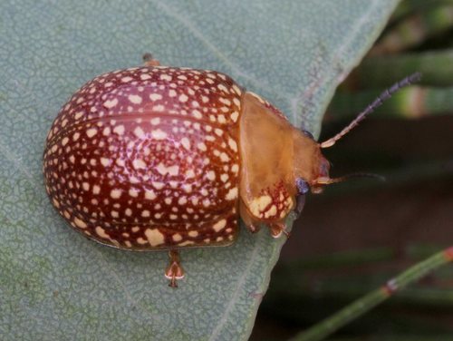 Paropsis ornata (Leaf Beetles (Chrysomelinae) of Victoria) · iNaturalist