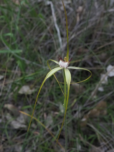 Image of Caladenia swartsiorum by (c) Hugo Innes, some rights reserved (CC BY)