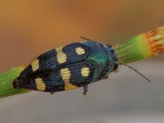 Astraeus pygmaeus