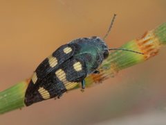 Astraeus pygmaeus