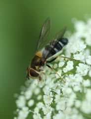 Leucozona glaucia