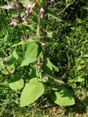Stachys alpina