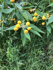 Buddleja globosa