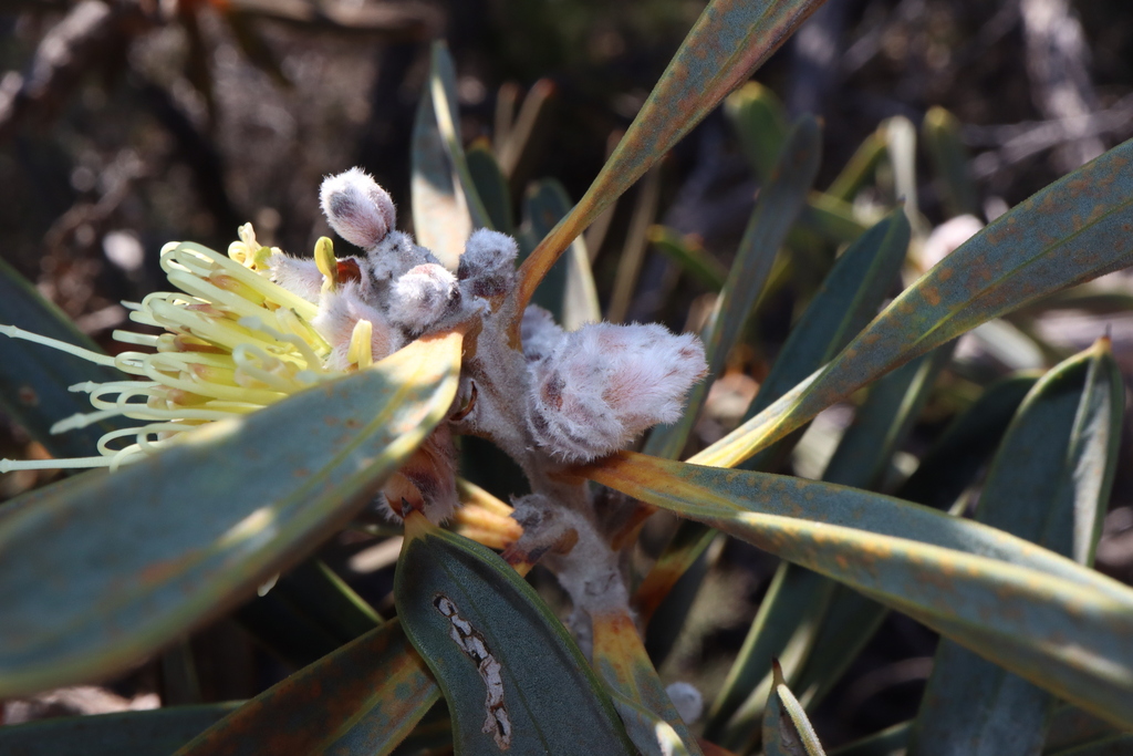 Hakea cinerea; photograph (c) Thomas Mesaglio, some rights reserved (CC BY)