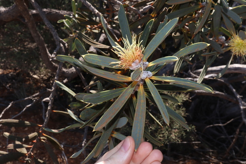 Hakea cinerea observed 2024-09-11