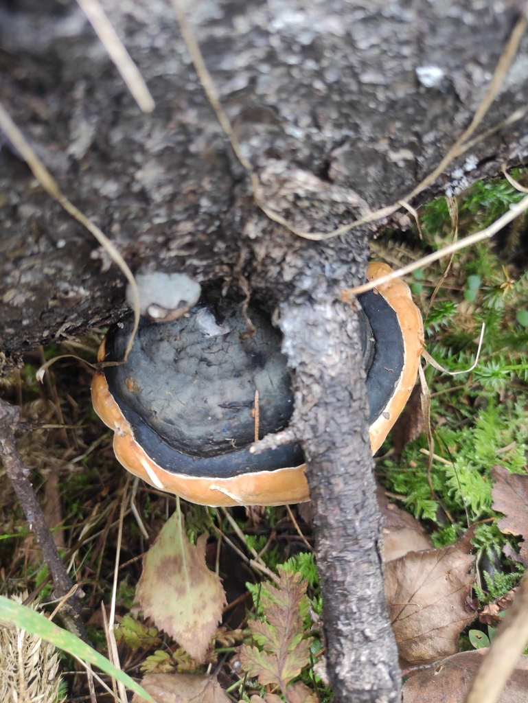 Fomitopsis pinicola · September 2024 · photo: © wrrite (iNaturalist, cc-by)