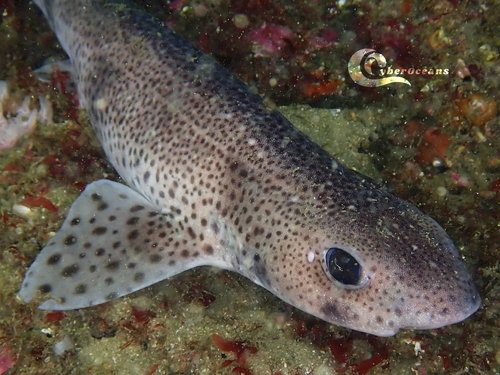 Small-spotted catshark photographed at 2750 Cascais, Portugal