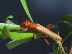 Stenoderus concolor