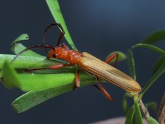 Stenoderus concolor