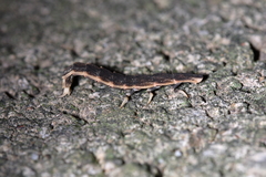 Pyrocoelia praetexta