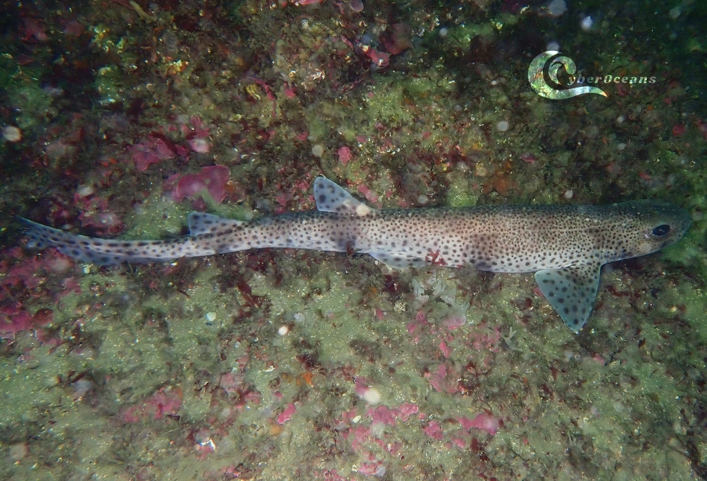 Dogfish (Scyliorhinus canicula) — Scyliorhinidae