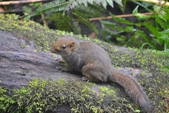 Sundasciurus everetti