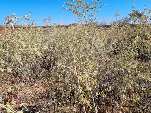 Sida calyxhymenia observed 2024-08-05