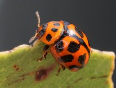 Peltoschema oceanicum