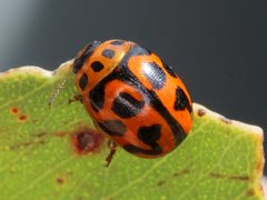 Peltoschema oceanicum