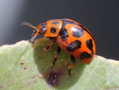 Peltoschema oceanicum