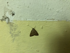 Udea fulvalis