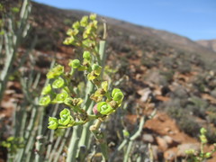 Euphorbia dregeana