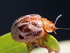 Paropsisterna semifumata