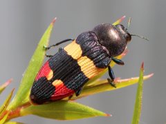 Castiarina bella