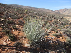 Euphorbia dregeana