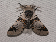 Furcula scolopendrina