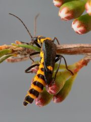 Chauliognathus fernshawensis