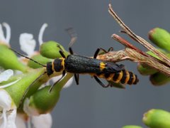 Chauliognathus fernshawensis