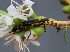Chauliognathus fernshawensis