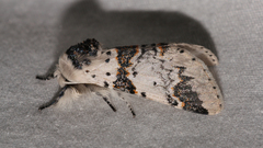 Furcula scolopendrina